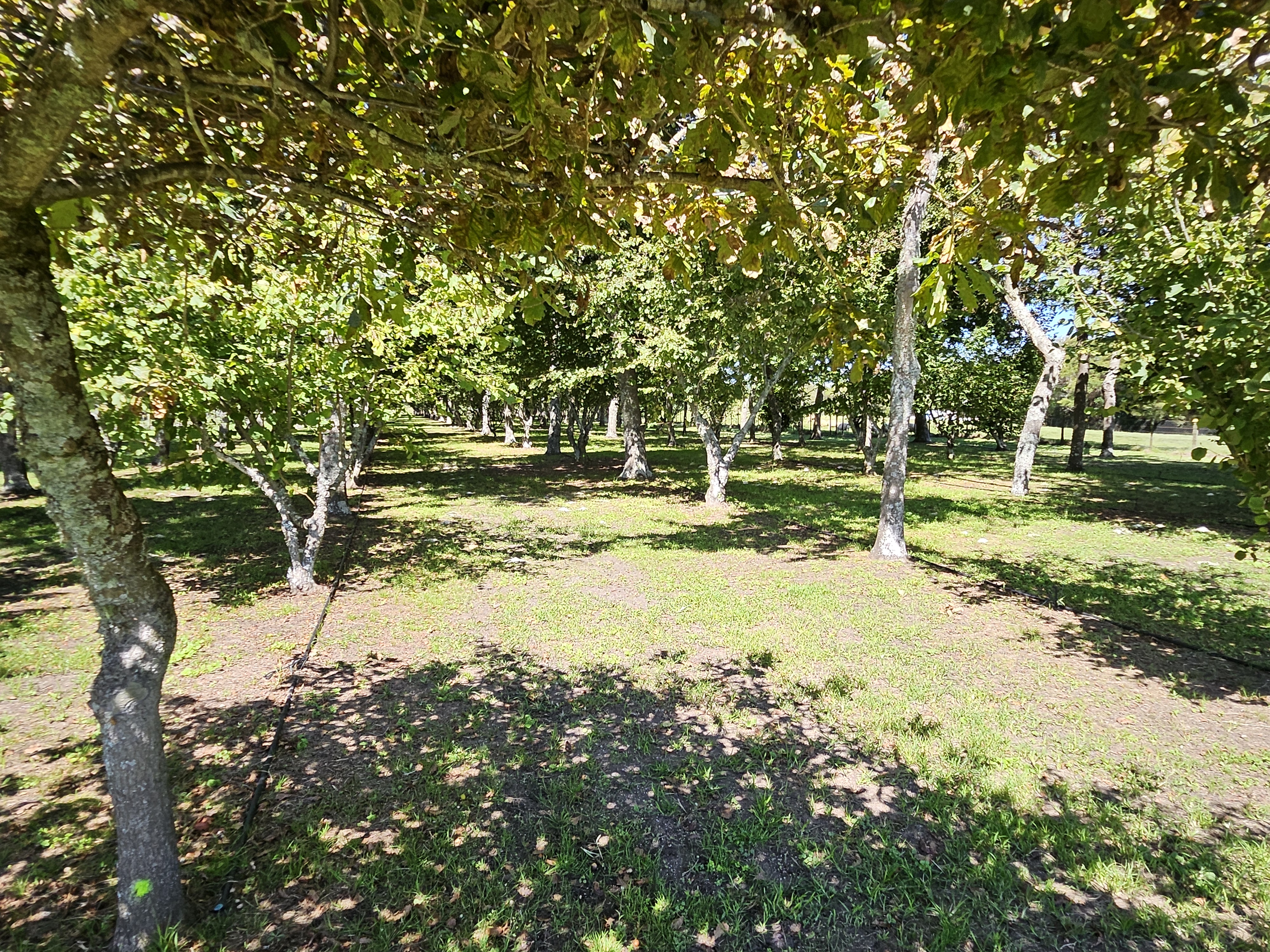 298 Maungarangi Road, Paengaroa, Western Bay Of Plenty For Sale