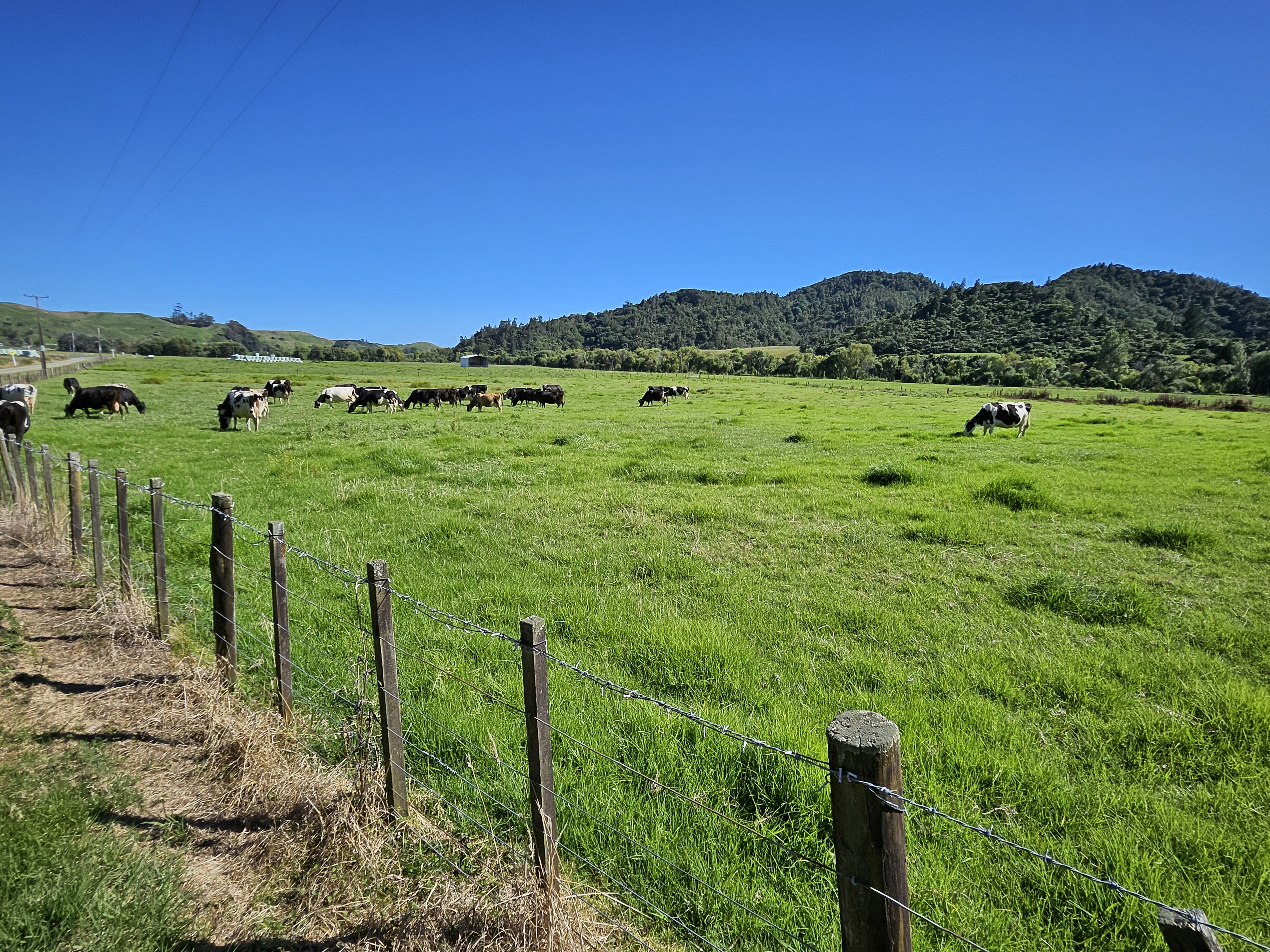 185B Gaskill Road, Toatoa, Opotiki For Sale Property Brokers